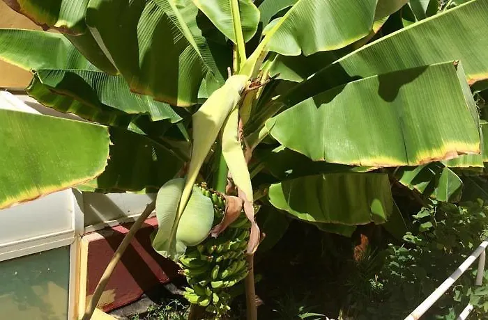 Villa Island Village Costa Adeje (Tenerife)